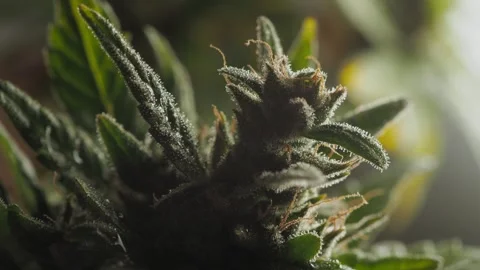 Vertical pan: down to top of cannabis plant, ending on bud. 動画素材 287428110