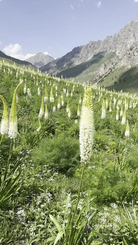 Vertical Pan of a Field of White Foxtail Lilies in a Lush Mountain Valley Stock Footage 329322229