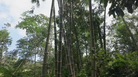 Vertical Pan of Green Bamboo Trees in Bali Jungle – 4K Nature Shot Stock Footage 310784209