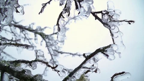 Vertical Pan Ice of Mossy Tree Branches Winter Stock Footage 74362713