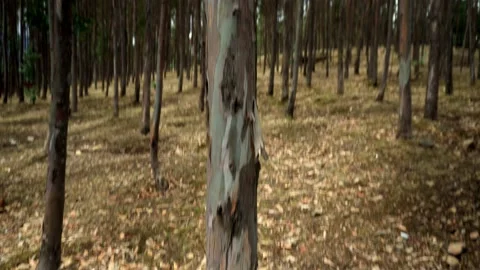 Vertical pan of a large pine in a forest of trees in Huaras 動画素材 164560527