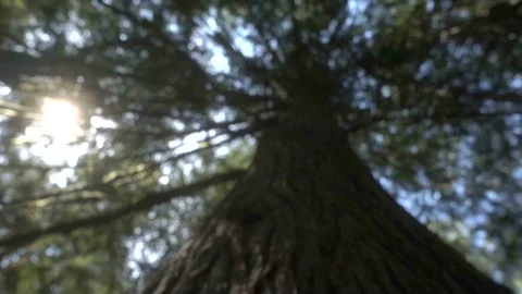 VERTICAL PAN OF MOSS COVERED TREE INTO SUN SLOW MOTION Stock Footage 81008444