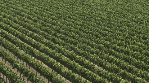 A vertical pan over a vineyard in the Salinas Valley wine Stock Footage