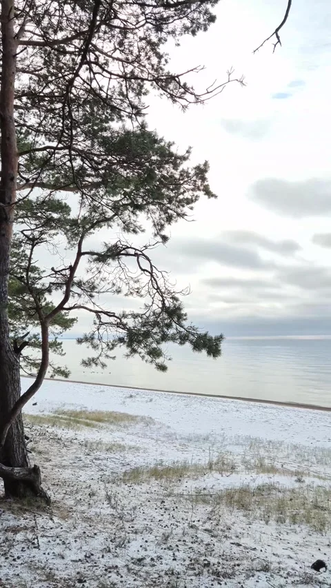 Vertical Pan From Pine To Calm Sea Stock Footage 322051955