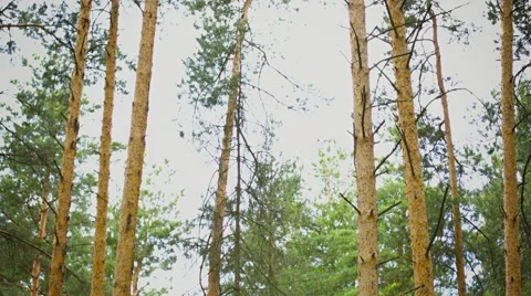 Vertical pan. pine forest during the day 库存影片 41329745