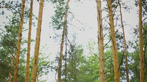 Vertical pan. pine forest during the day Stockbeeldmateriaal 41847390