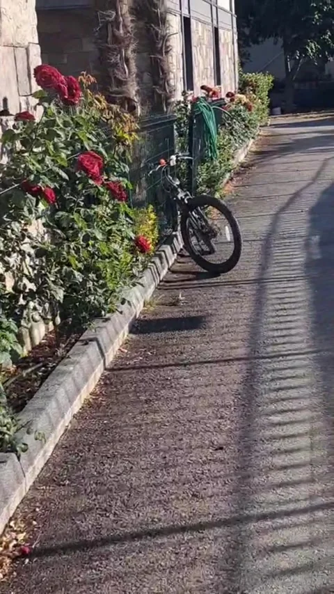 Vertical pan of a rustic garden path with pink roses and a classic bicycle Stock Footage 343794735