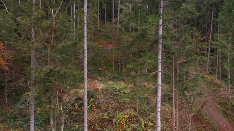 Vertical pan shot of forest trees Vídeos de archivo 119242413