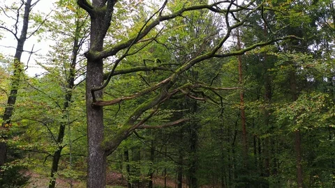 Vertical pan shot of a old oak tree Stock Footage 119242328