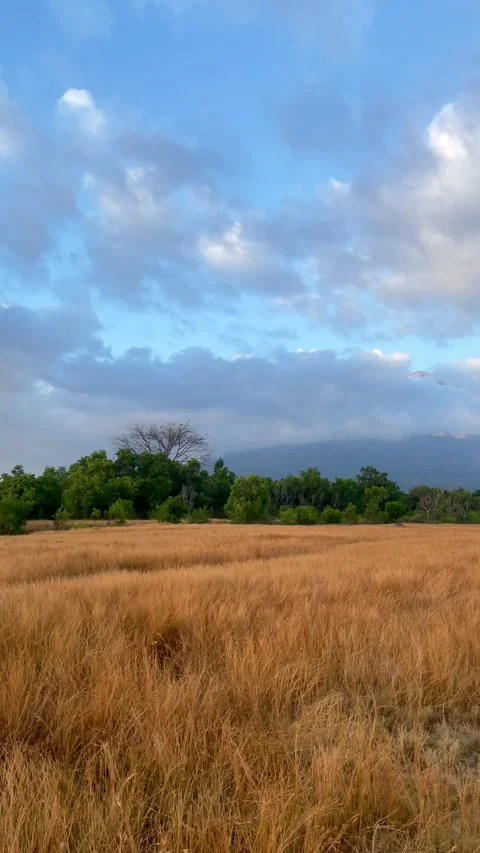 Vertical Pan Shot Revealing Mount Agung Behind Savanna Field Stock Footage 341552037
