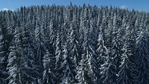 Vertical pan shot of a snowy forest Winter mountain landscape Carpathian Stock Footage 124661994