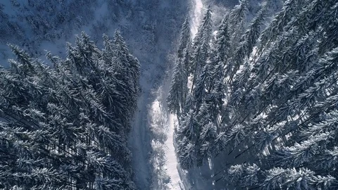 Vertical pan shot of a snowy forest Winter mountain landscape Carpathian Stock Footage 124662609