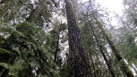 Vertical pan of snow falling on a huge old douglas fir tree Video stock 166815155