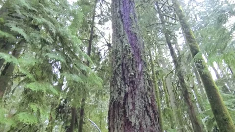 Vertical pan of snow falling on a huge old douglas fir tree Video stock 166815162