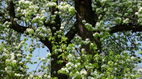 Vertical pan of a sunlit huge pear tree in extremely splendid white blossom. Stock Footage 39089696