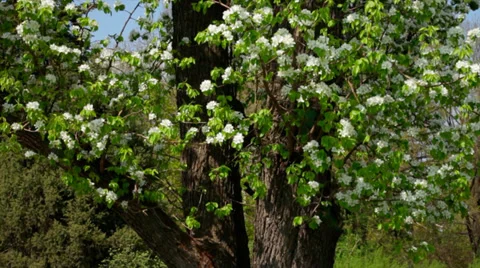 Vertical pan of a sunlit huge pear tree in white blossom and new green leaves Stock Footage 39090310