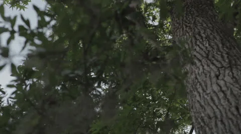 Vertical pan up tree trunk Stock Footage 24390324