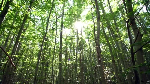 Vertical pan upwards through young beech forest Video stock 143898972
