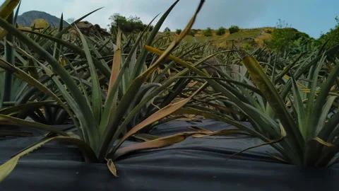 Vertical pan view of pine apple plants in the field timelapse Stock Footage 128720426