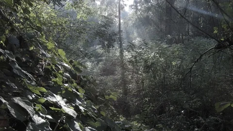 Vertical pan in the woods with the sun 4K - Italian nature Video stock 125635535
