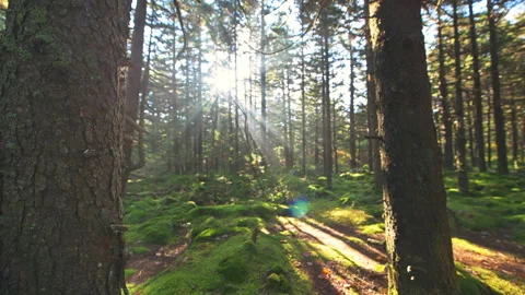 Vertical panning pine tree on Huckleberry trail, Spruce knob, West Virginia Stock Footage 150734038