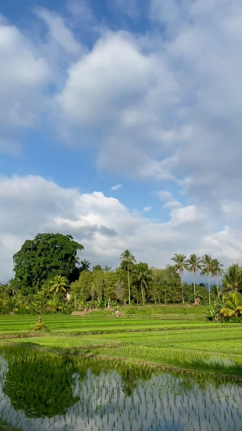 Vertical panning right shot of green rice field and large tree forest in Bali Stock Footage 337741960