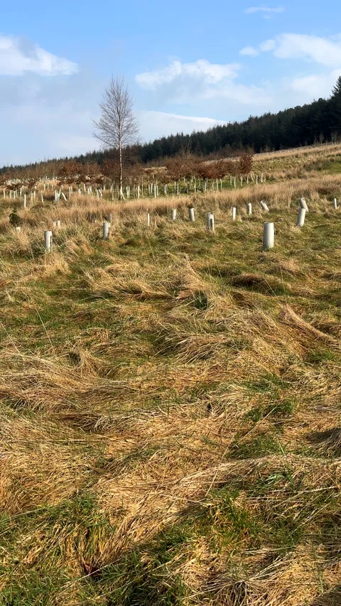 Vertical panning shot. Deciduous tree saplings in spring. Stock Footage 310016798