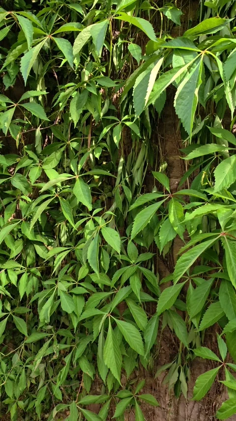 Vertical Panning Shot of Green Ivy Leaves Wall Background Nature Texture 4K Stock Footage 334871091