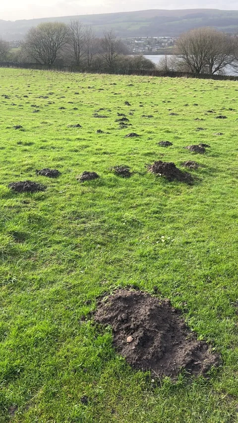 Vertical. Panning shot of pasture on hill slope full of molehills. 動画素材 344033334