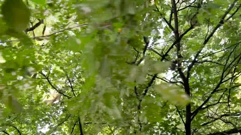 Vertical panning shot from pavement to treetop. Stock Footage 249612151