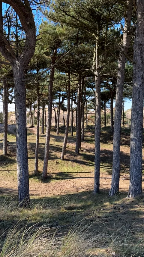 Vertical panning shot of pine forest on seaside. 動画素材 276185822