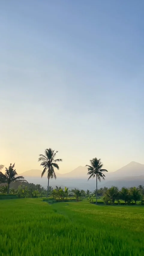 Vertical Panning Shot of Rice Fields and Sunrise Mountain in Bali Video stock 343201435
