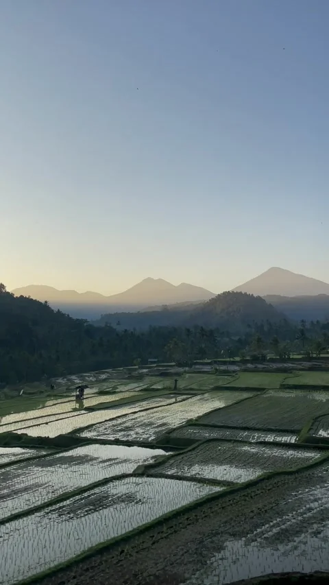 Vertical Panning Shot of Rice Terraces and Mountains in Bali Stock Footage 339646579