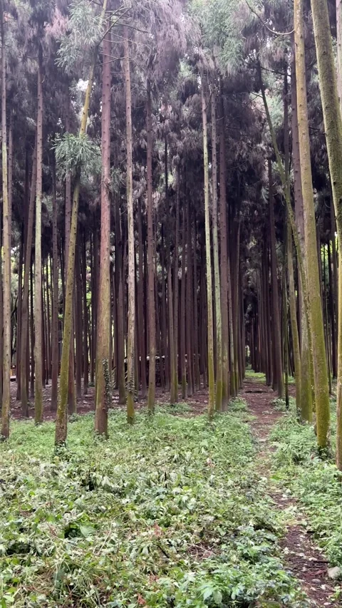 Vertical Panning Shot Of Tall Cedar Trees In Dense Green Forest Stock Footage 335257315