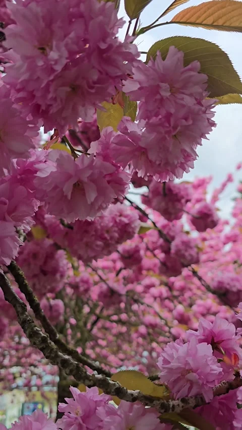 Vertical panning shot through blooming sakura branches Stock Footage 341963131