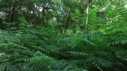 Vertical panning shot of trees and bracken in UK woodland 動画素材 109451927
