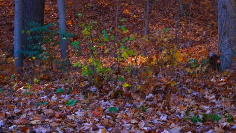 Vertical Panning  Up Slowly Through The Forest Canopy Stock Footage 144133109