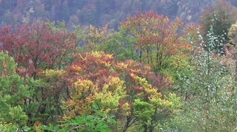 Vertical panning on some steep mountains covered by forests 76 Stock Footage 58287620