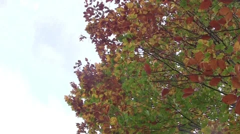 Vertical panning through the branches with variegated leaves of a tree 62 Video stock 58287954