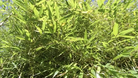 Vertical panning video of dense bamboo foliage, Phyllostachys genus Stock Footage 165146260