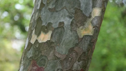 Vertical panning view of Bunge's Pine coniferous tree trunk, 4K Stock Footage 106965117