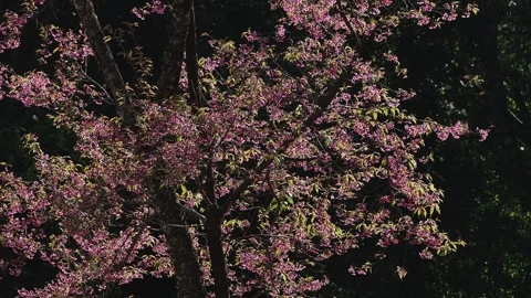Vertical panning view of cherry blossom tree Stock Footage 303370646