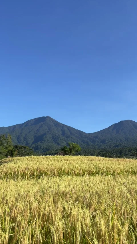 Vertical Panning View of Golden Rice Fields and Mountains in Bali Stock Footage 336696395