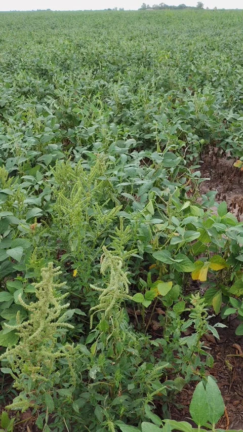 Vertical panning view of soybean field- Stock Footage 330918560