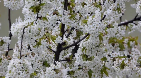 Vertical panorama among white cherry flowers 131 Stock Footage 58146175