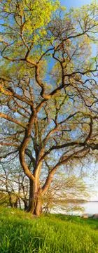 Vertical panorama of big tree Stock Photos