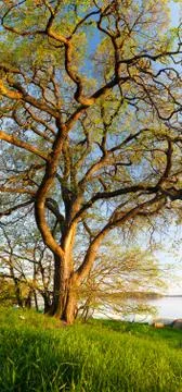 Vertical panorama of big tree Stock Photos