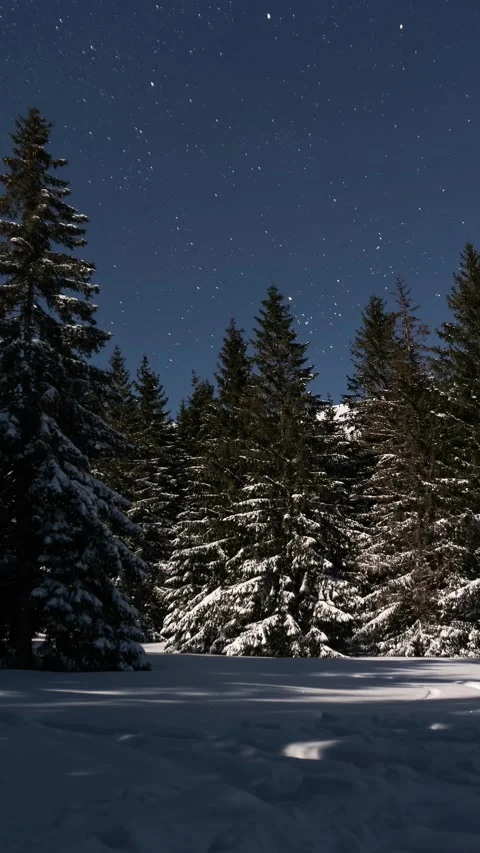 Vertical panorama of blue starry night sky stars over winter forest nature at Stock Footage 264340920
