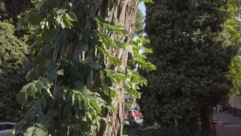 Vertical panorama of the camera. Tree trunk. Green leaves. Vídeos de archivo 115788490
