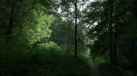 A vertical panorama of a dense overgrown forest Video stock 63781014
